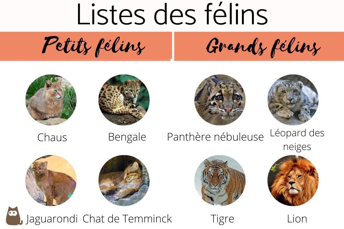 Listes des félins 41 ESPÈCES avec PHOTOS — free download
