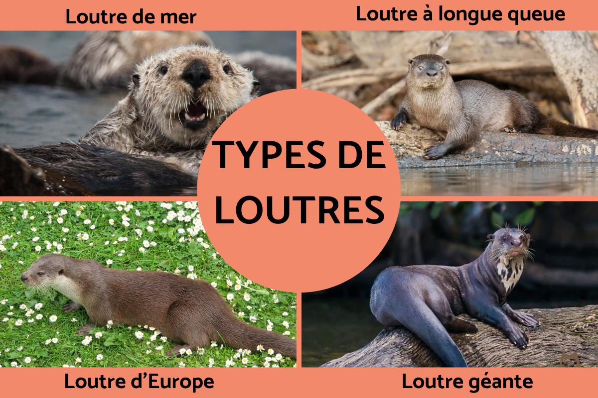 Types de loutres