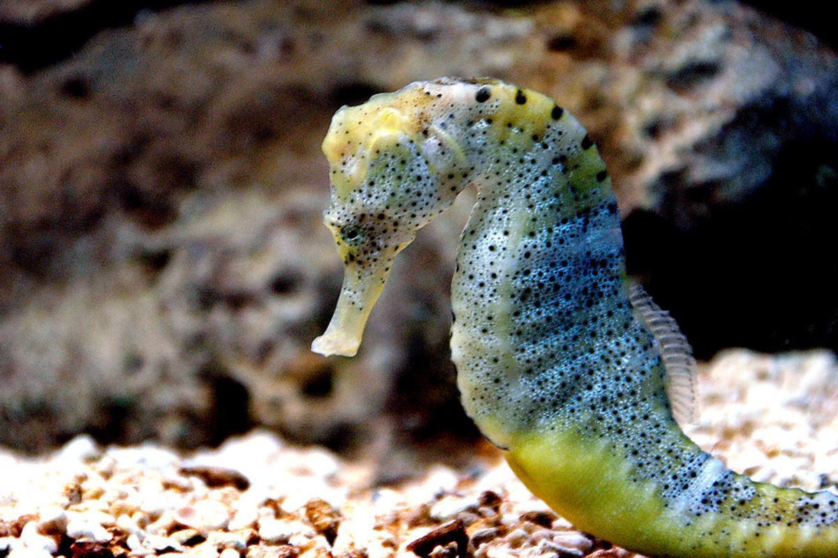 L'hippocampe est-il un poisson ?