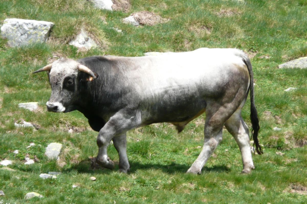 RACES DE VACHES FRANÇAISES PHOTOS et caractéristiques — free download