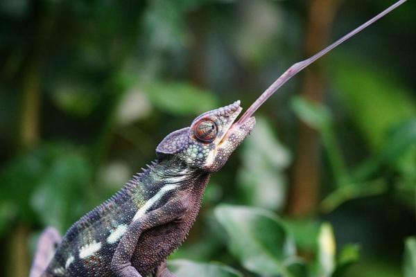 Tout savoir sur le caméléon - Ils ont une langue extrêmement longue