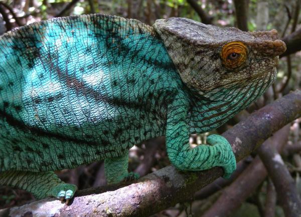 Tout savoir sur le caméléon - Ils peuvent être énormes