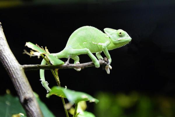 Tout savoir sur le caméléon - Ils peuvent être minuscules