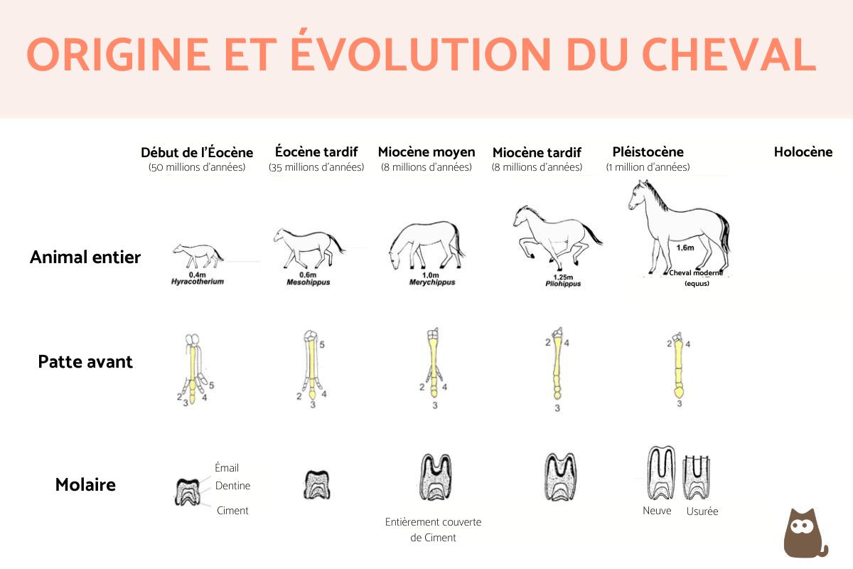 Origine et évolution du cheval