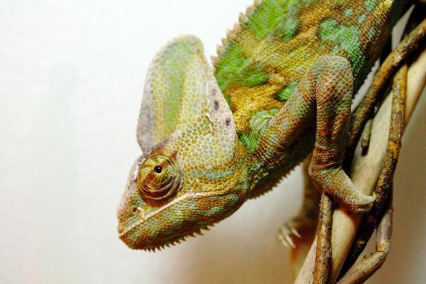 Tout savoir sur le caméléon - Présentent un dimorphisme sexuel