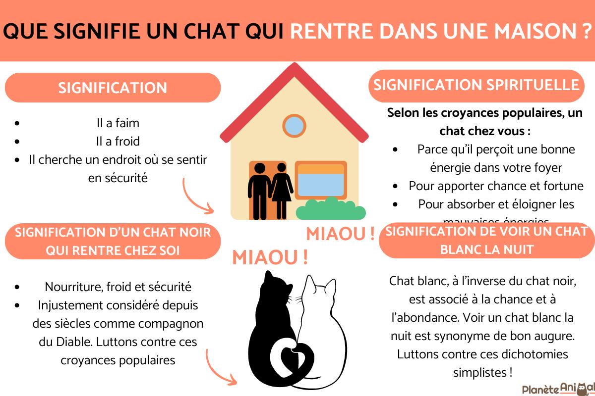 Que signifie un CHAT QUI RENTRE dans une MAISON ? - Symbolique du chat
