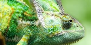 Tout savoir sur le caméléon