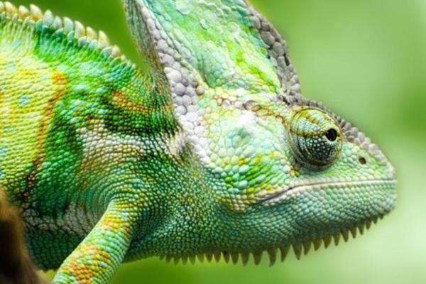 Tout savoir sur le caméléon