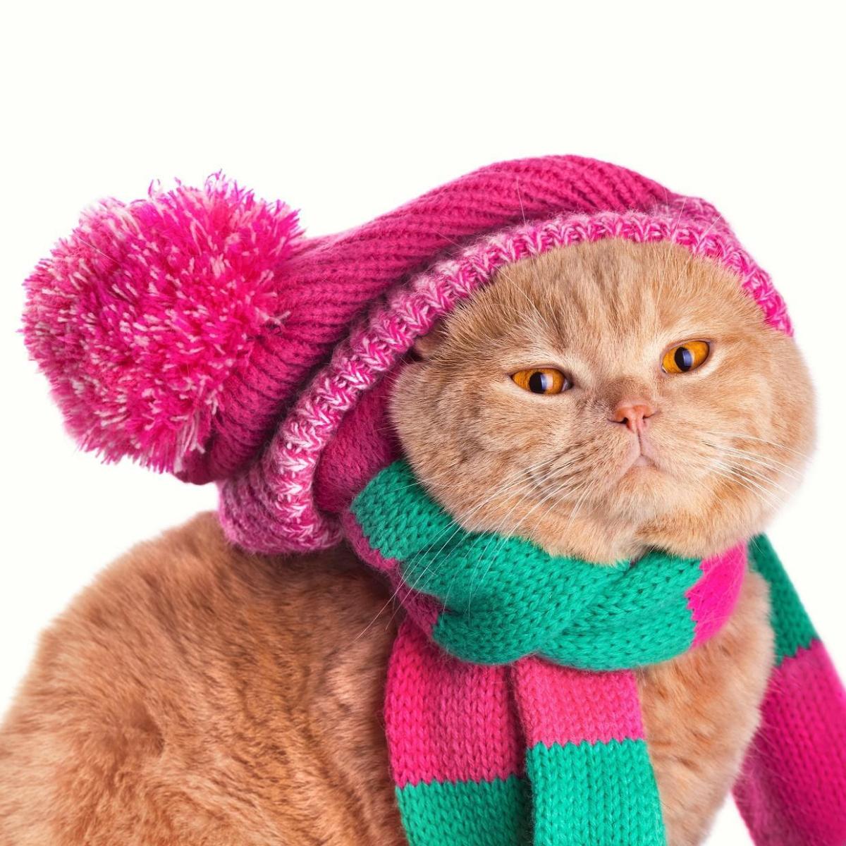 Un chat peut-il avoir froid ?