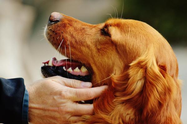 Comment calmer un chien trop nerveux - 4. Faites lui des caresses !