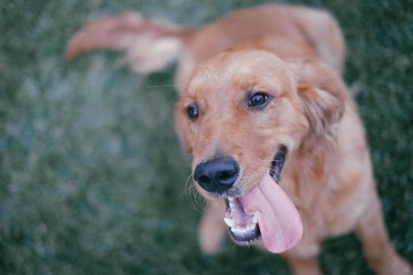 Comment calmer un chien trop nerveux - Symptômes de nervosité :
