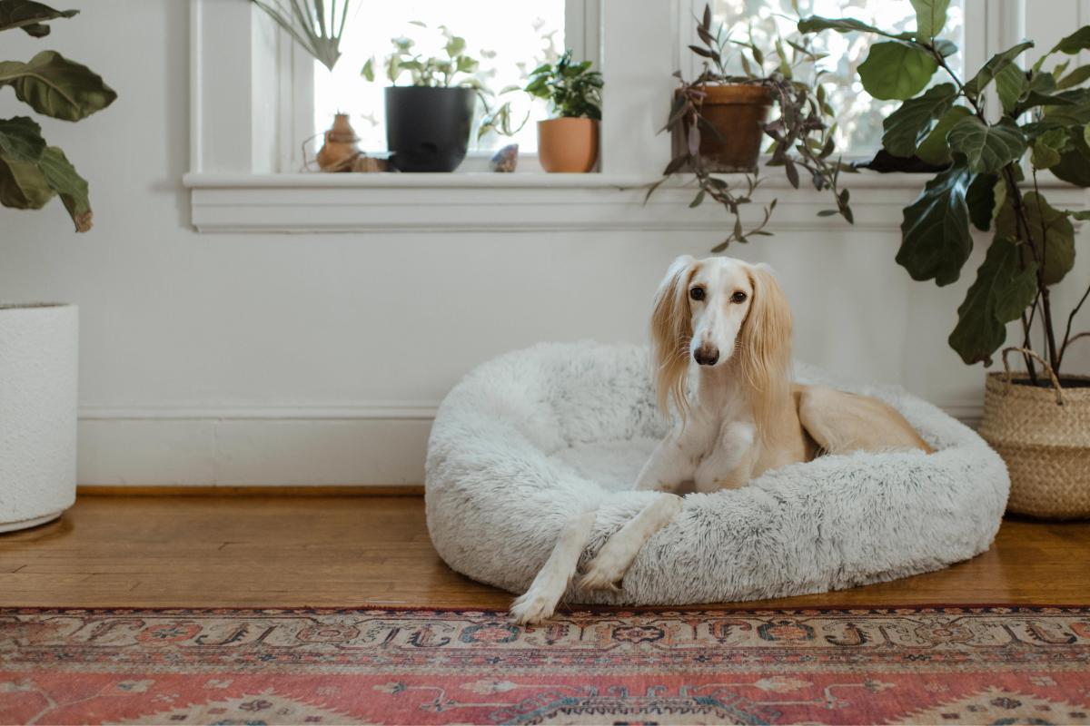 Chien qui pleure la nuit - causes et que faire