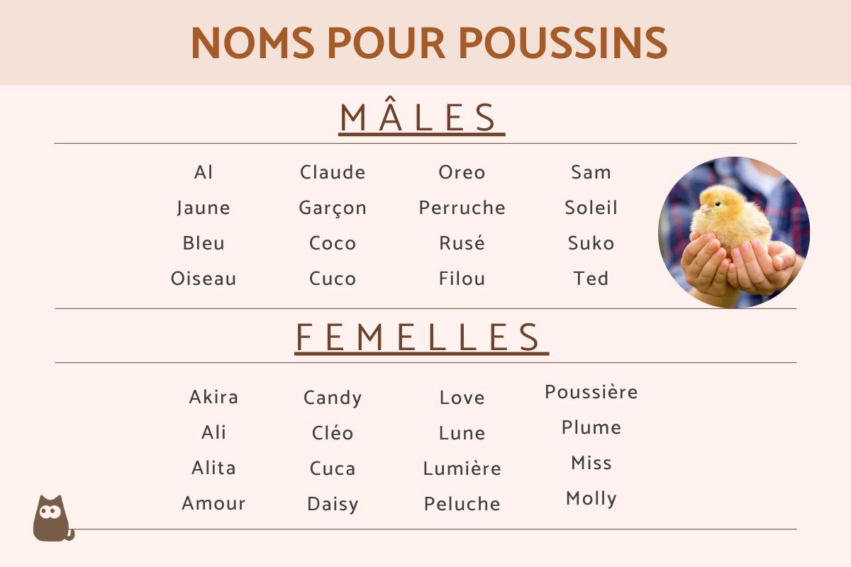 Noms pour poussins
