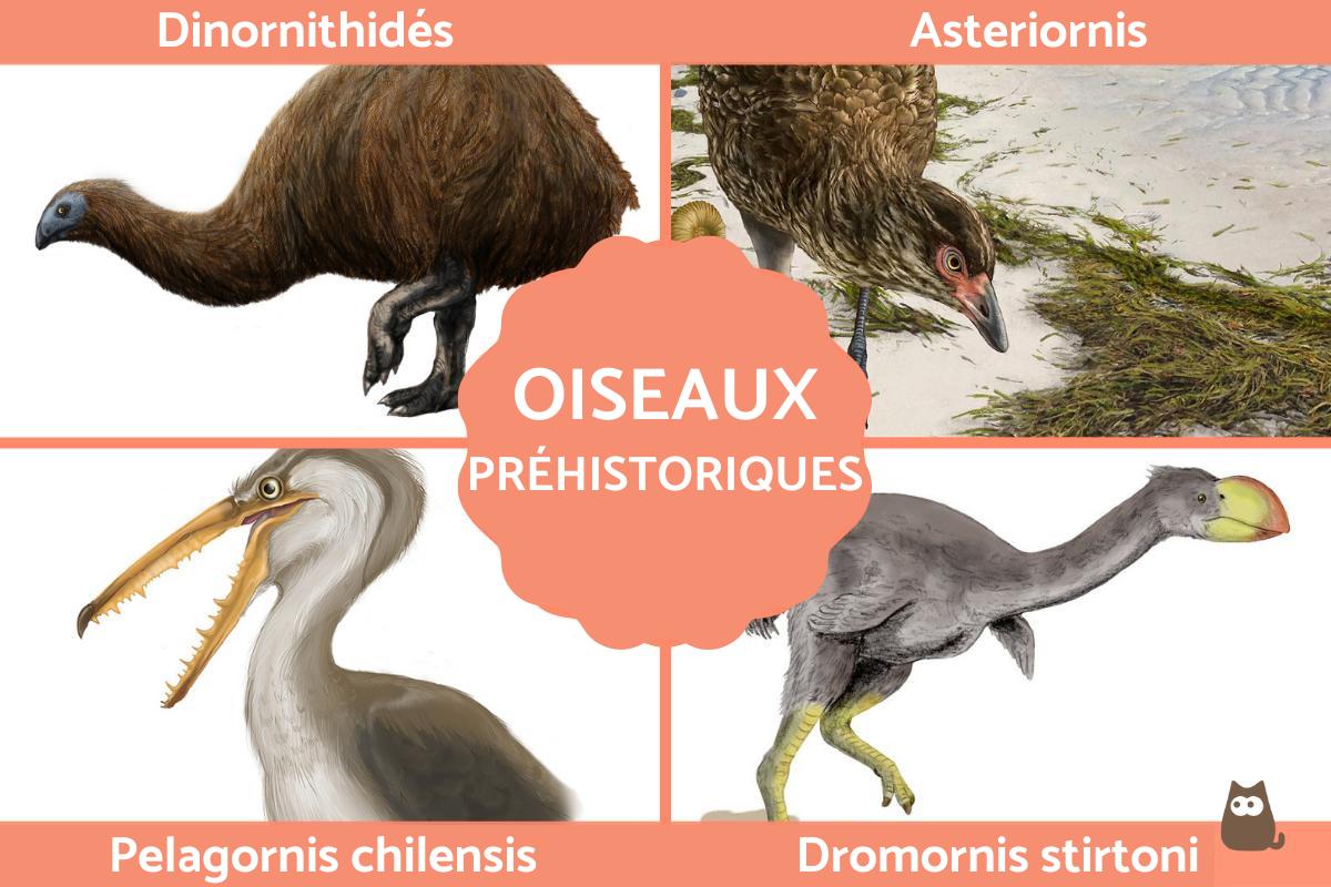 Oiseaux préhistoriques - Vivants, éteints et géants