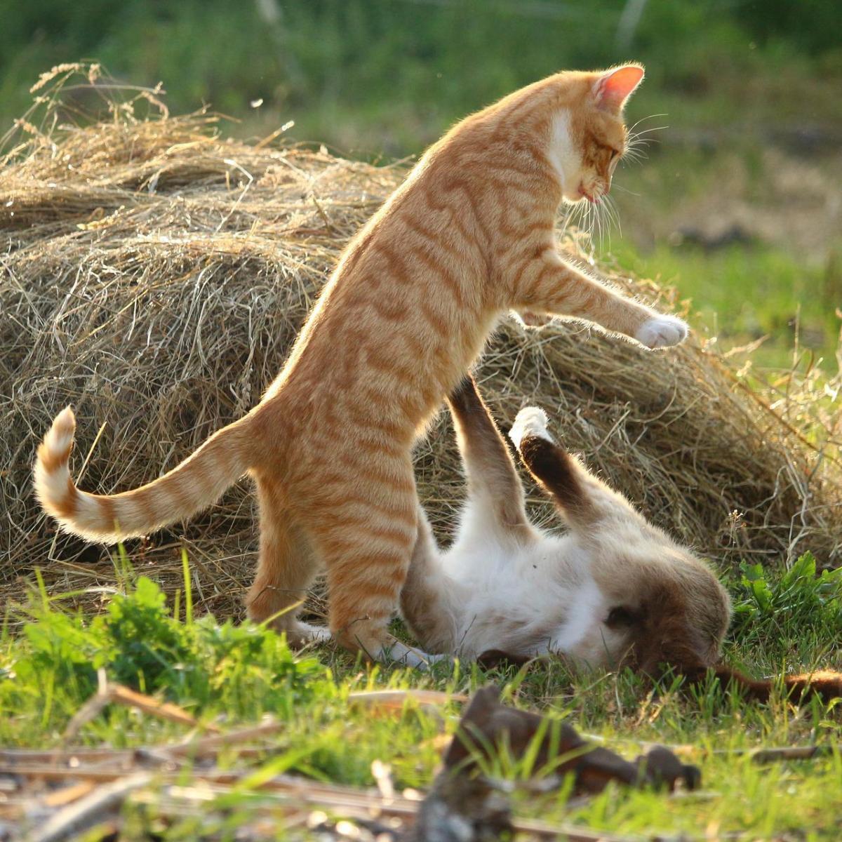 Pourquoi mon chat est-il très agressif avec les autres chats ?
