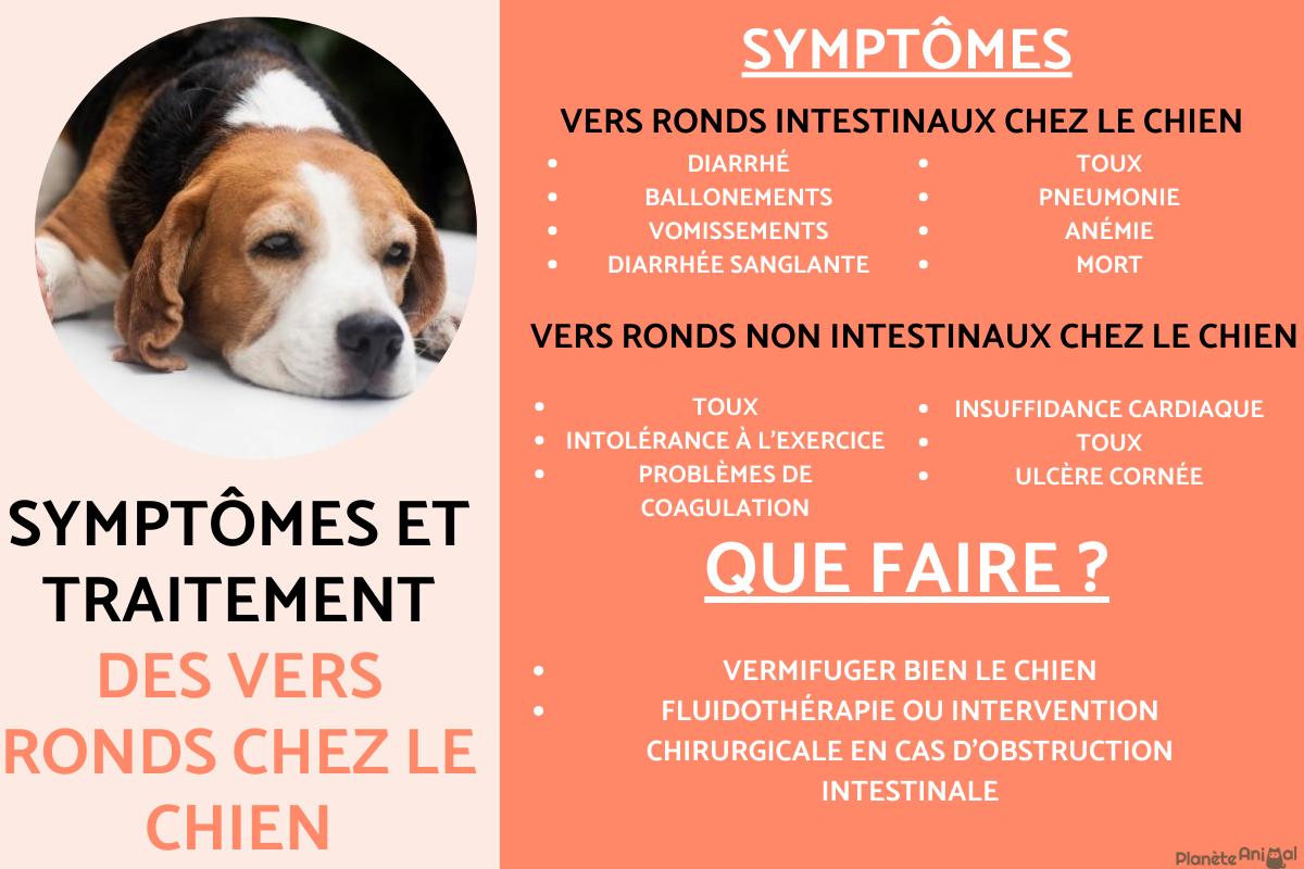 Vers ronds chez le chien : Symptômes et traitement