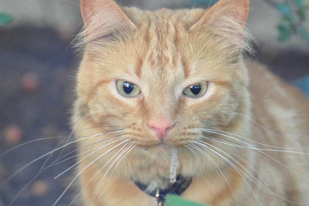 Pourquoi mon chat bave quand je lui donne un médicament ? On vous l