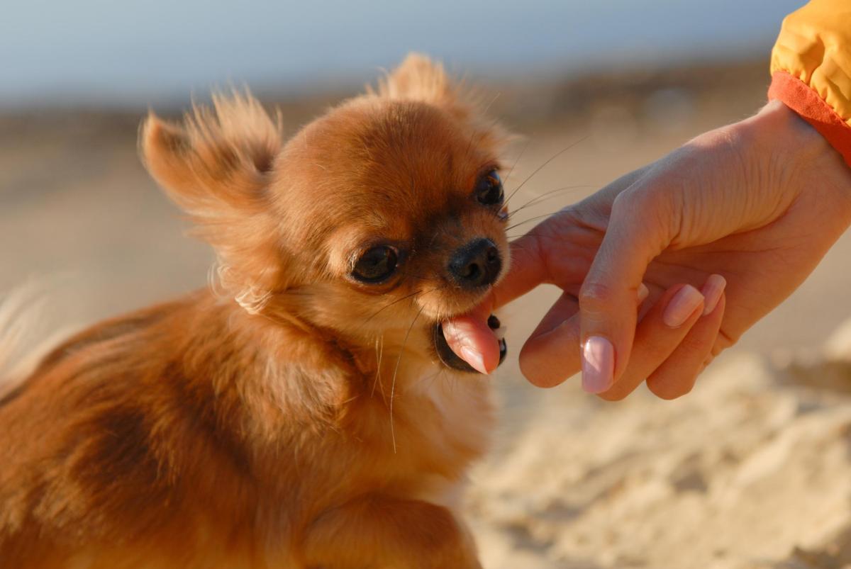 Pourquoi mon chien me mord les mains quand je le caresse