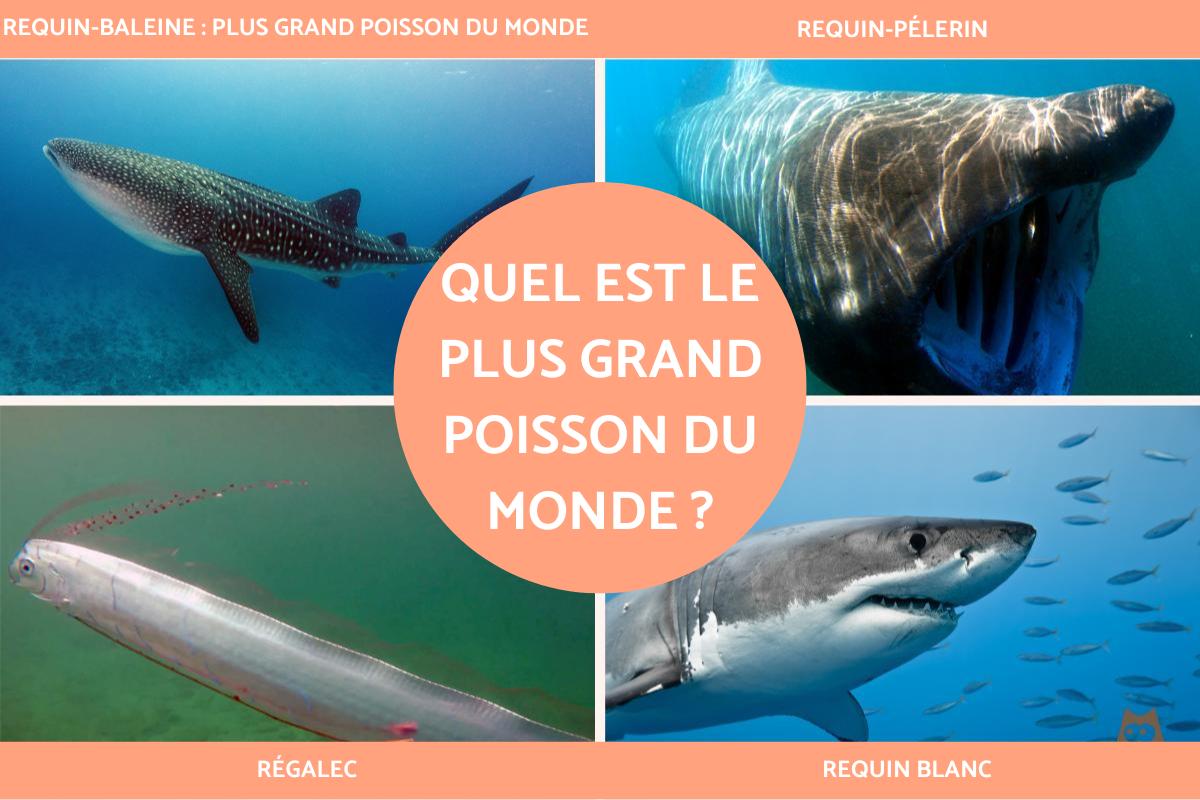 Quel est le plus grand poisson du monde ?