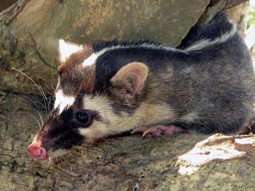 Espèces de blaireaux - Blaireau-furet de Birmanie (Melogale personata)