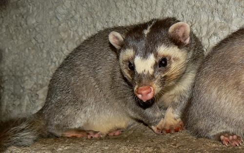 Espèces de blaireaux - Blaireau-furet de Chine  (Melogale moschata)