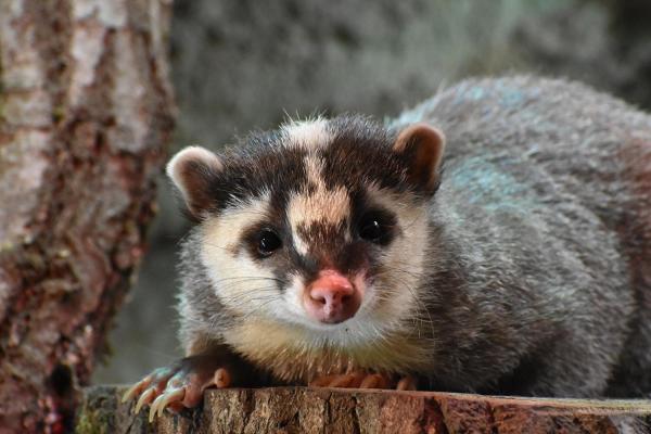 Espèces de blaireaux - Blaireau-furet de Java (Melogale orientalis)