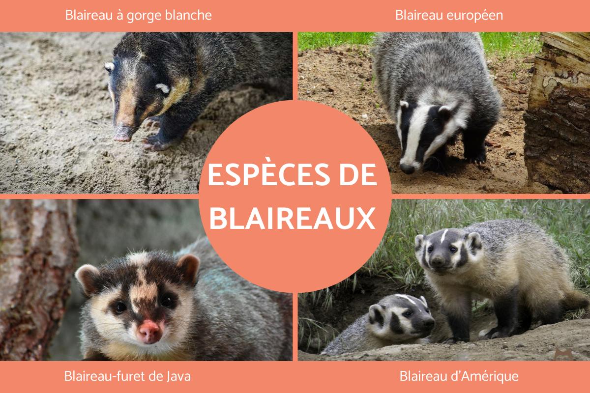 Espèces de blaireaux