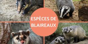 Espèces de blaireaux