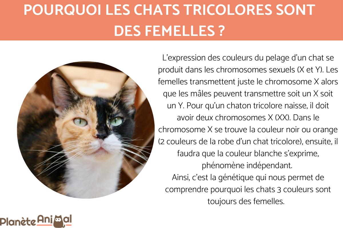 Pourquoi les chats tricolores sont toujours des femelles
