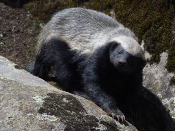 Espèces de blaireaux - Ratel ou zorllie du Cap (Mellivora capensis)