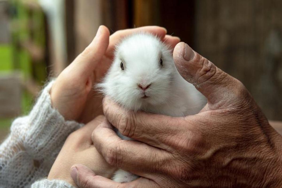Maladies du lapin transmissibles à l'Homme