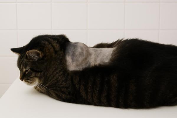 Sarcome chez le chat : types, symptômes et traitements - Qu'est-ce qu'un sarcome chez le chat ?