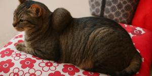 Sarcome chez le chat : types, symptômes et traitements