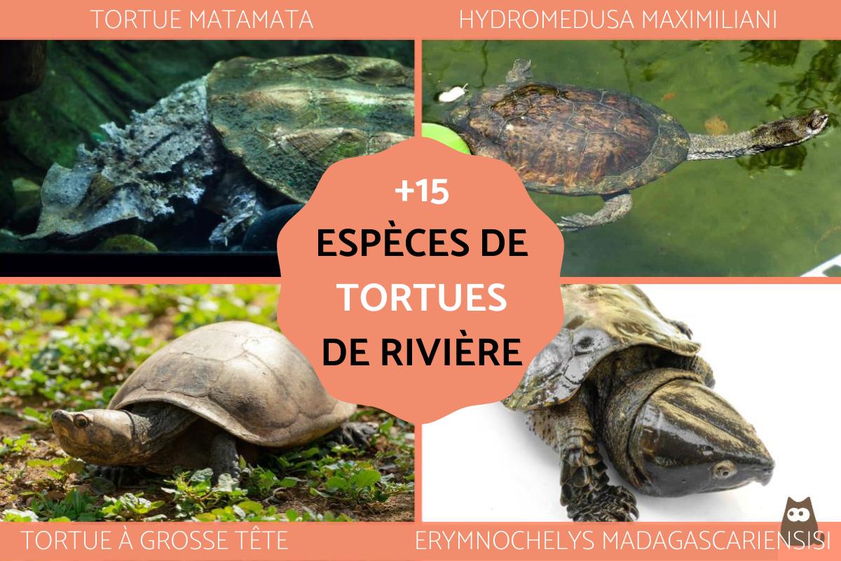 Tortues de rivière : types, caractéristiques, habitat