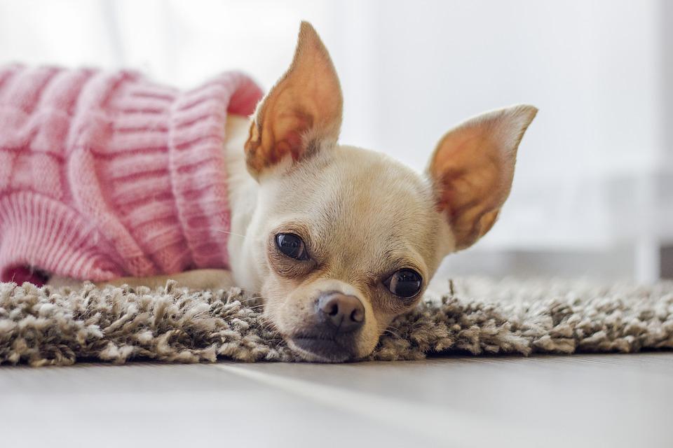 Mon chihuahua ne mange pas ses croquettes CAUSES et CONSEILS