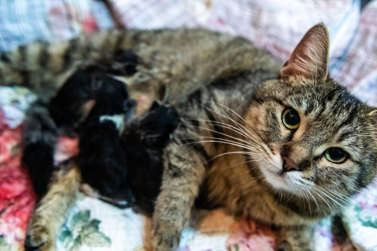 Réaction de la mère face à un chaton mort