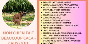 Mon chien fait beaucoup caca - Causes et solutions