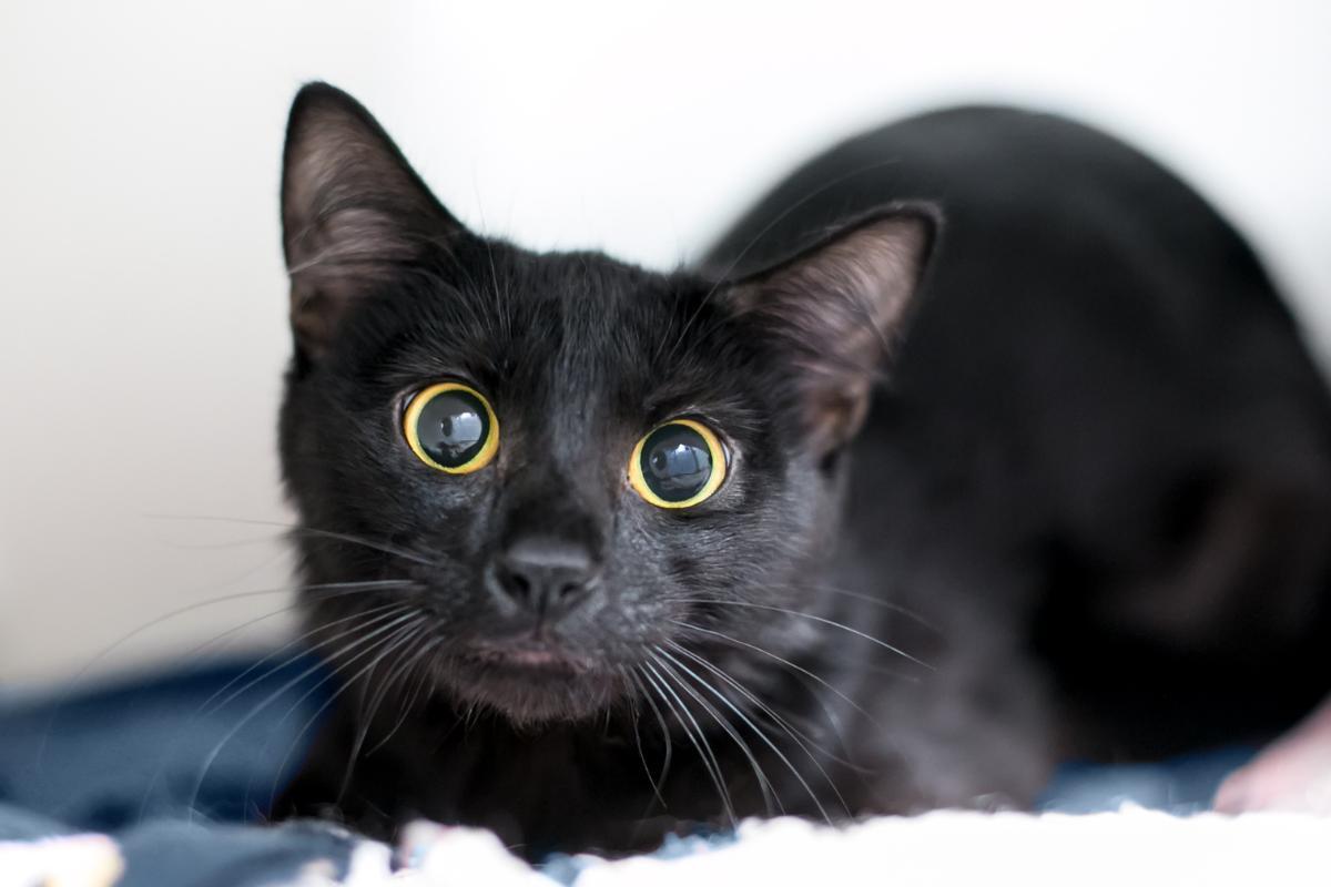 Mon chat ne mange plus et ne boit plus 8 Causes