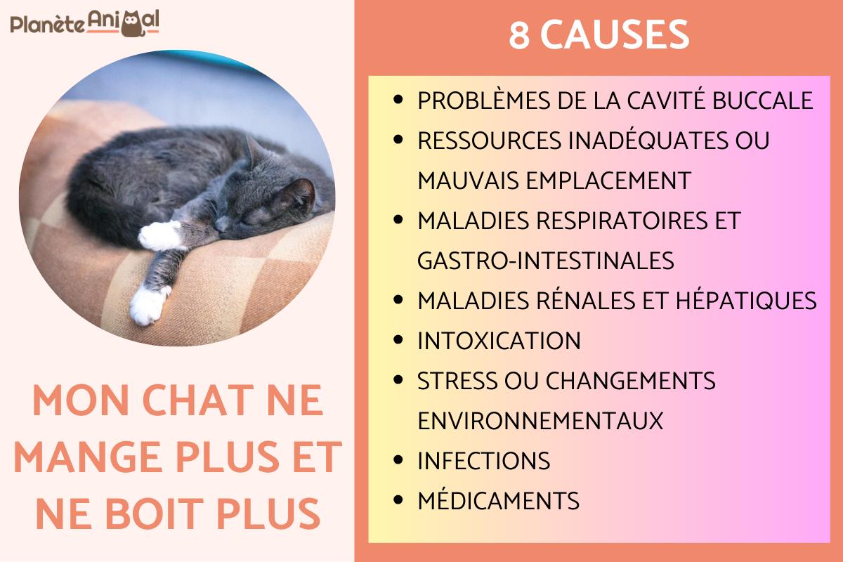 Mon chat ne mange plus et ne boit plus - Causes et que faire