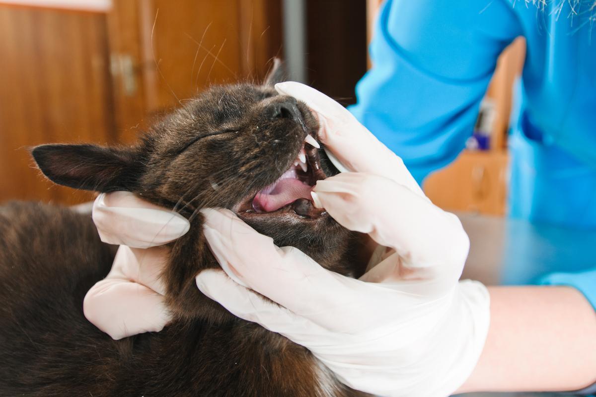 Mon chat ne mange plus et ne boit plus 8 Causes