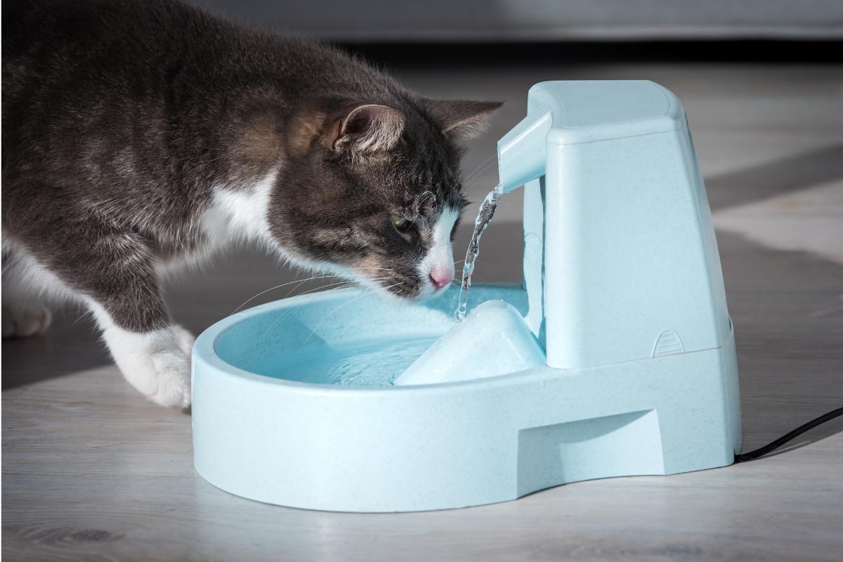 Mon chat ne mange plus et ne boit plus 8 Causes