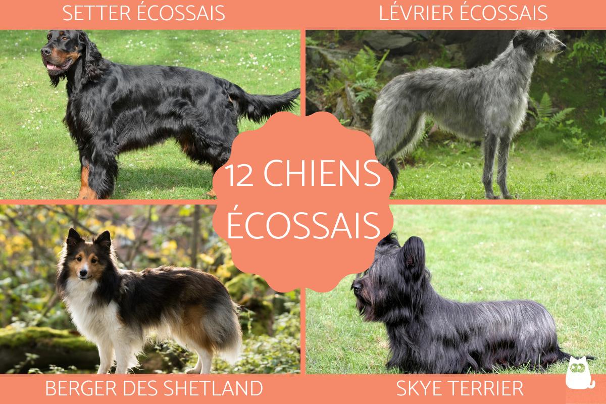 Chien écossais - Races, de berger et photos