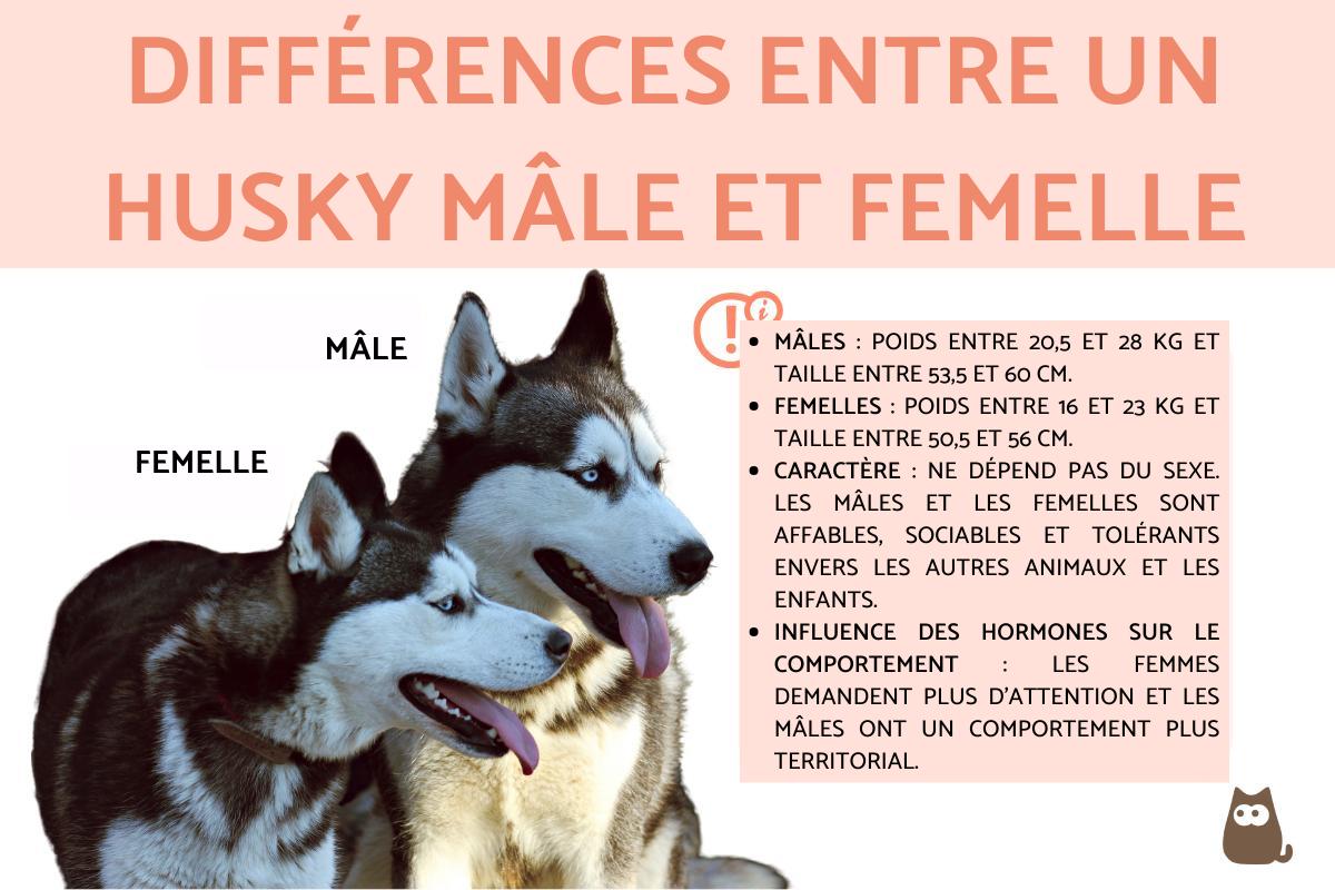 Différences entre un husky mâle et femelle