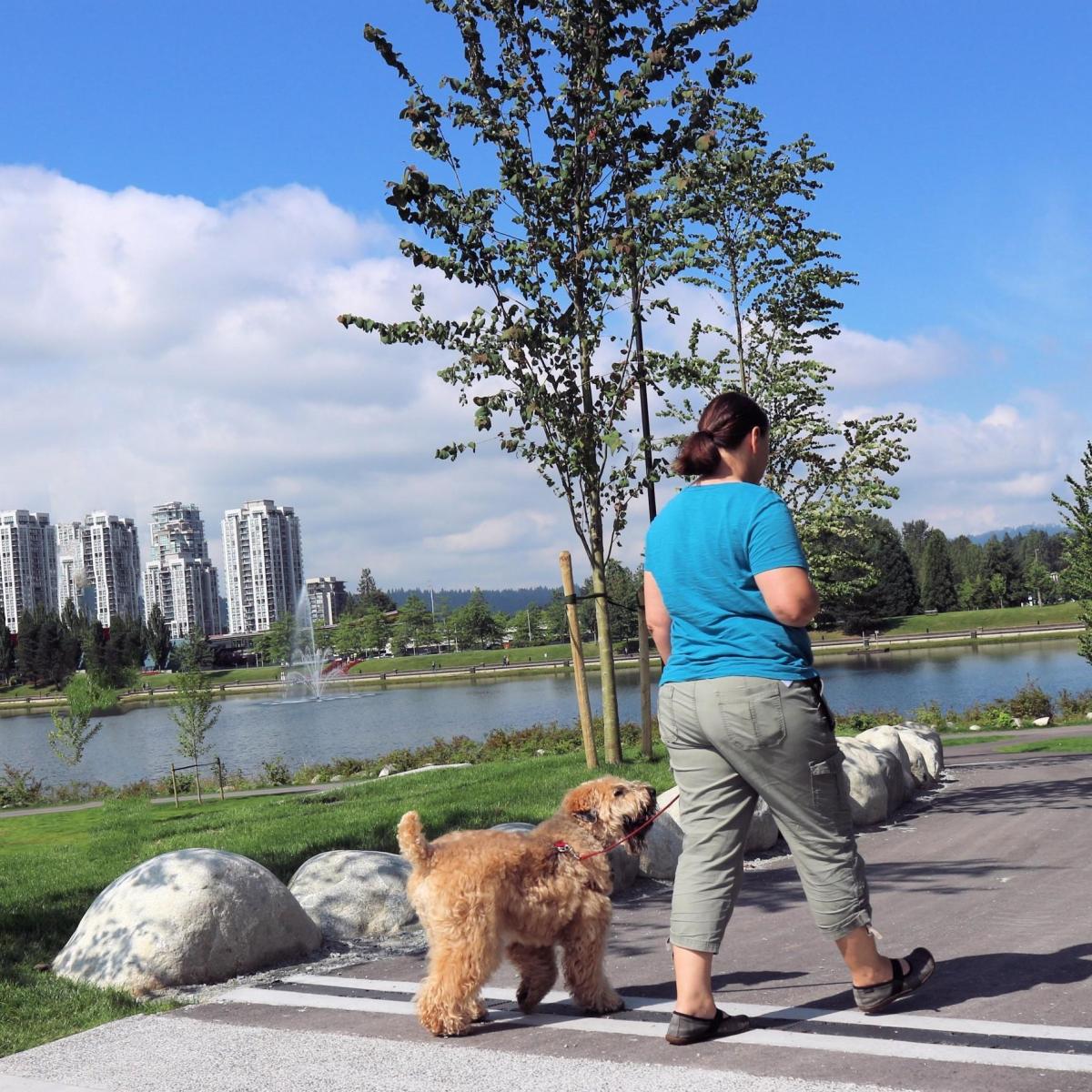 Faut il promener son chien avant ou après manger ?