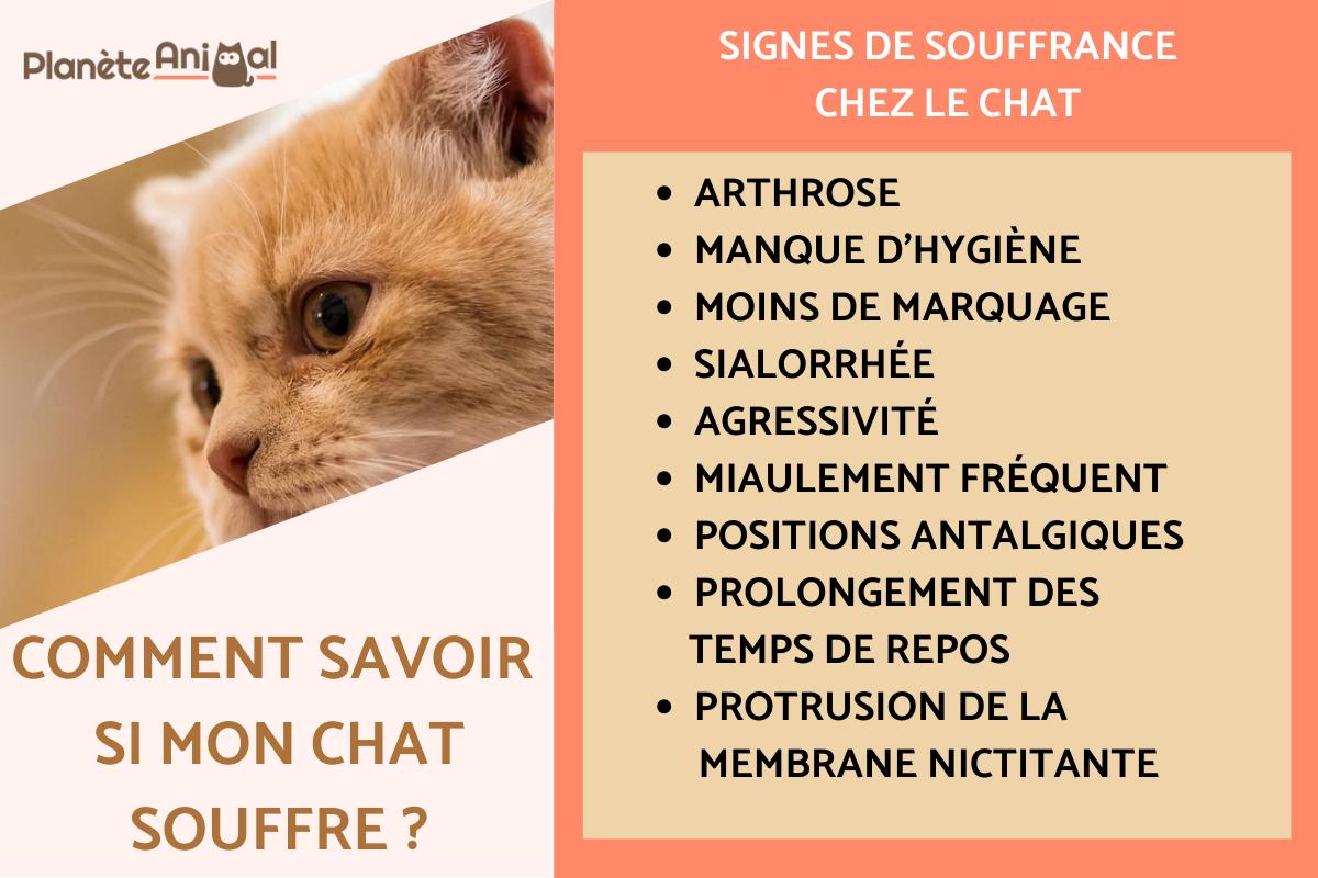 10 signes de souffrance chez le chat