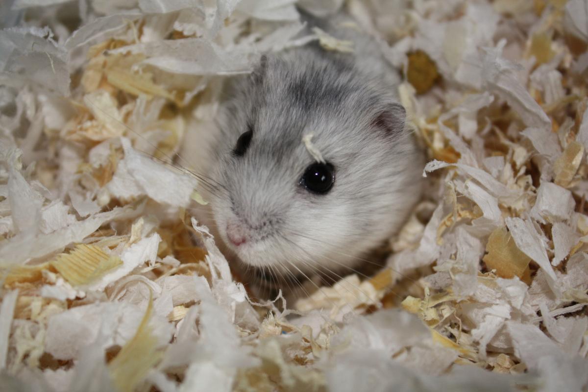 Teigne chez le hamster - Traitement, transmission et symptômes