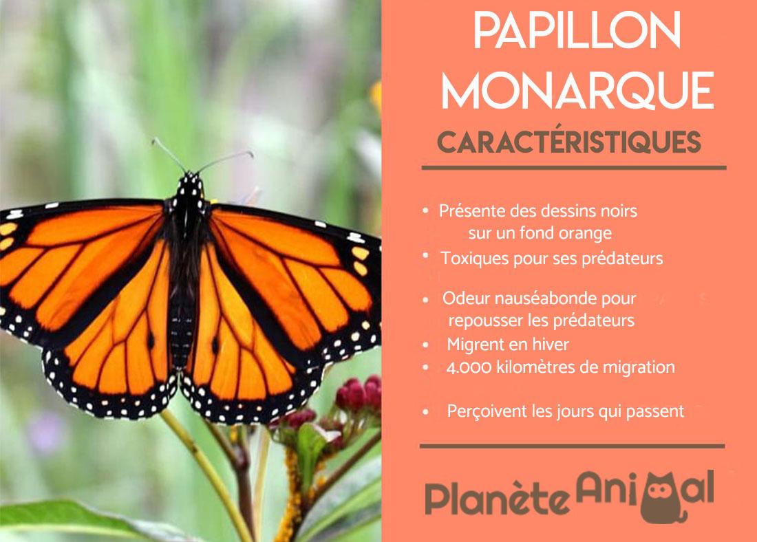 Papillon Monarque - Migration, alimentation et caractéristiques
