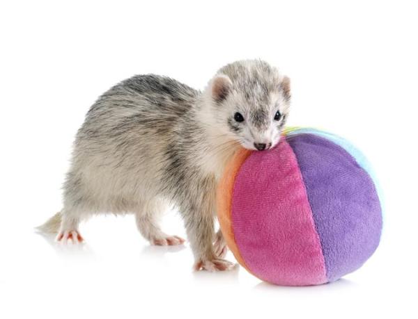 Les meilleurs jouets pour furet - Jouet de chasse pour furet