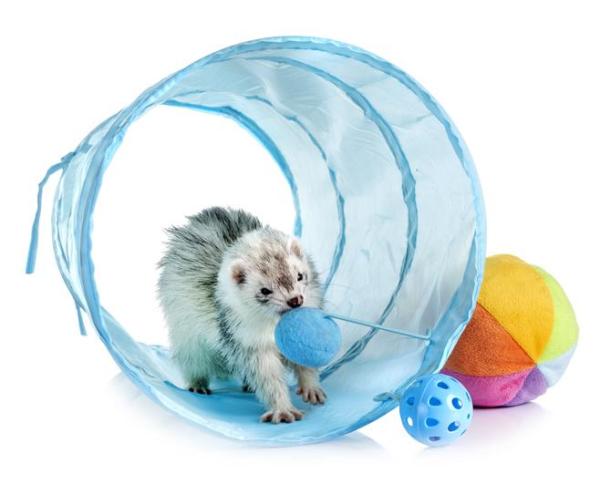 Les meilleurs jouets pour furet