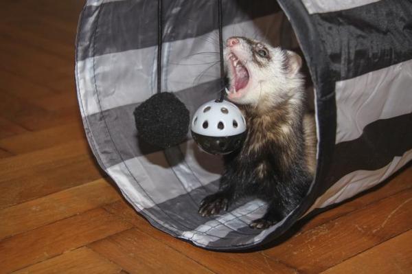 Les meilleurs jouets pour furet - Tunnel et cachettes pour furet